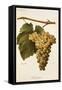Humage Grape-A. Kreyder-Framed Stretched Canvas
