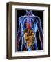 Human Anatomy, Artwork-PASIEKA-Framed Premium Photographic Print