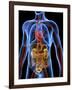 Human Anatomy, Artwork-PASIEKA-Framed Photographic Print