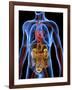 Human Anatomy, Artwork-PASIEKA-Framed Photographic Print