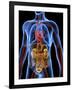 Human Anatomy, Artwork-PASIEKA-Framed Photographic Print