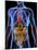 Human Anatomy, Artwork-PASIEKA-Mounted Photographic Print