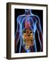 Human Anatomy, Artwork-PASIEKA-Framed Photographic Print