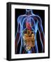 Human Anatomy, Artwork-PASIEKA-Framed Photographic Print