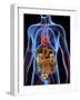 Human Anatomy, Artwork-PASIEKA-Framed Photographic Print