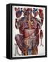 Human Anatomy, Mascagni Illustration, c.1820s-Science Source-Framed Stretched Canvas