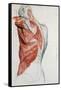 Human Anatomy, Muscles of the Torso and Shoulder-Pierre Jean David d'Angers-Framed Stretched Canvas