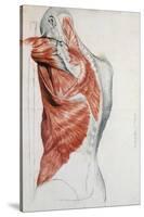 Human Anatomy, Muscles of the Torso and Shoulder-Pierre Jean David d'Angers-Stretched Canvas