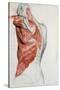 Human Anatomy, Muscles of the Torso and Shoulder-Pierre Jean David d'Angers-Stretched Canvas