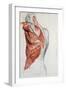 Human Anatomy, Muscles of the Torso and Shoulder-Pierre Jean David d'Angers-Framed Premium Giclee Print