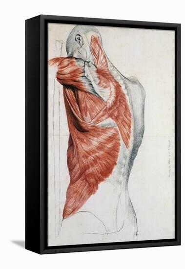Human Anatomy, Muscles of the Torso and Shoulder-Pierre Jean David d'Angers-Framed Stretched Canvas