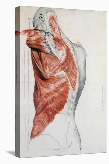 Human Anatomy, Muscles of the Torso and Shoulder-Pierre Jean David d'Angers-Stretched Canvas