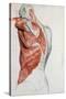 Human Anatomy, Muscles of the Torso and Shoulder-Pierre Jean David d'Angers-Stretched Canvas