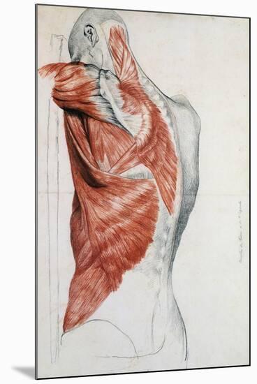 Human Anatomy, Muscles of the Torso and Shoulder-Pierre Jean David d'Angers-Mounted Premium Giclee Print