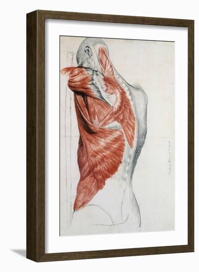 Human Anatomy, Muscles of the Torso and Shoulder-Pierre Jean David d'Angers-Framed Giclee Print