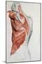 Human Anatomy, Muscles of the Torso and Shoulder-Pierre Jean David d'Angers-Mounted Giclee Print