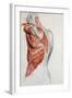 Human Anatomy, Muscles of the Torso and Shoulder-Pierre Jean David d'Angers-Framed Giclee Print