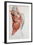 Human Anatomy, Muscles of the Torso and Shoulder-Pierre Jean David d'Angers-Framed Giclee Print