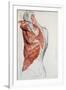 Human Anatomy, Muscles of the Torso and Shoulder-Pierre Jean David d'Angers-Framed Giclee Print