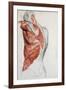 Human Anatomy, Muscles of the Torso and Shoulder-Pierre Jean David d'Angers-Framed Giclee Print