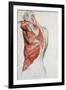 Human Anatomy, Muscles of the Torso and Shoulder-Pierre Jean David d'Angers-Framed Giclee Print