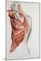 Human Anatomy, Muscles of the Torso and Shoulder-Pierre Jean David d'Angers-Mounted Giclee Print