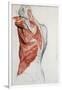 Human Anatomy, Muscles of the Torso and Shoulder-Pierre Jean David d'Angers-Framed Giclee Print