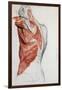 Human Anatomy, Muscles of the Torso and Shoulder-Pierre Jean David d'Angers-Framed Giclee Print