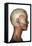Human Anatomy of Female Facial Muscles, Profile View-null-Framed Stretched Canvas