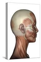 Human Anatomy of Female Facial Muscles, Profile View-null-Stretched Canvas