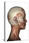 Human Anatomy of Female Facial Muscles, Profile View-null-Stretched Canvas