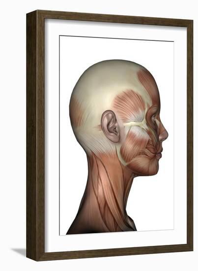 Human Anatomy of Female Facial Muscles, Profile View-null-Framed Art Print