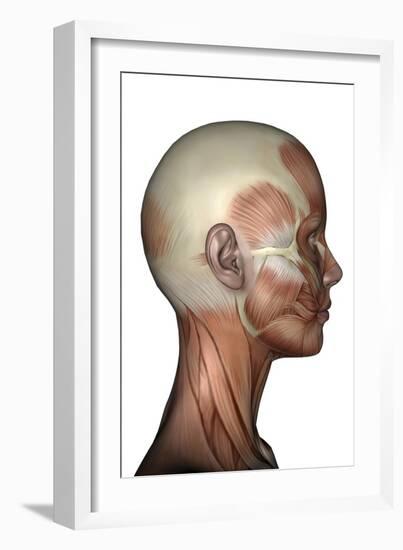 Human Anatomy of Female Facial Muscles, Profile View-null-Framed Art Print