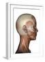 Human Anatomy of Female Facial Muscles, Profile View-null-Framed Art Print