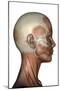 Human Anatomy of Female Facial Muscles, Profile View-null-Mounted Art Print