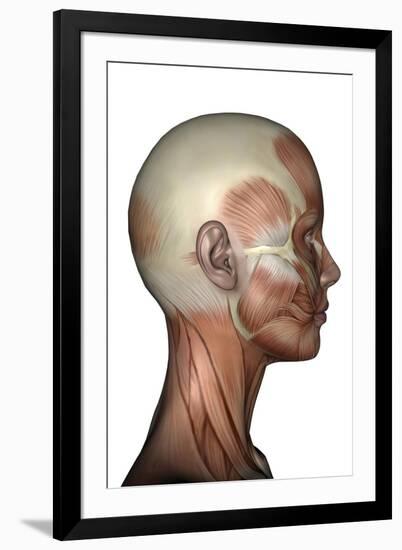 Human Anatomy of Female Facial Muscles, Profile View-null-Framed Art Print