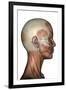 Human Anatomy of Female Facial Muscles, Profile View-null-Framed Art Print