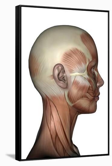 Human Anatomy of Female Facial Muscles, Profile View-null-Framed Stretched Canvas