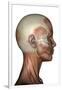 Human Anatomy of Female Facial Muscles, Profile View-null-Framed Art Print