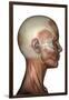 Human Anatomy of Female Facial Muscles, Profile View-null-Framed Art Print