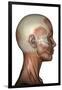 Human Anatomy of Female Facial Muscles, Profile View-null-Framed Art Print