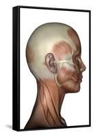 Human Anatomy of Female Facial Muscles, Profile View-null-Framed Stretched Canvas