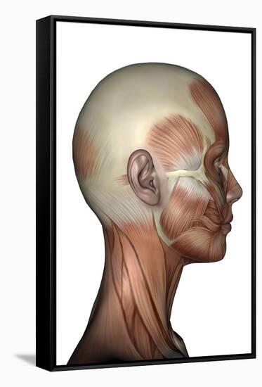 Human Anatomy of Female Facial Muscles, Profile View-null-Framed Stretched Canvas