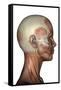 Human Anatomy of Female Facial Muscles, Profile View-null-Framed Stretched Canvas