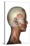 Human Anatomy of Female Facial Muscles, Profile View-null-Stretched Canvas