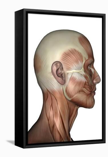 Human Anatomy of Male Facial Muscles, Profile View-null-Framed Stretched Canvas