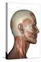 Human Anatomy of Male Facial Muscles, Profile View-null-Stretched Canvas