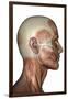 Human Anatomy of Male Facial Muscles, Profile View-null-Framed Art Print