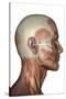 Human Anatomy of Male Facial Muscles, Profile View-null-Stretched Canvas