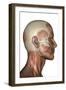Human Anatomy of Male Facial Muscles, Profile View-null-Framed Art Print
